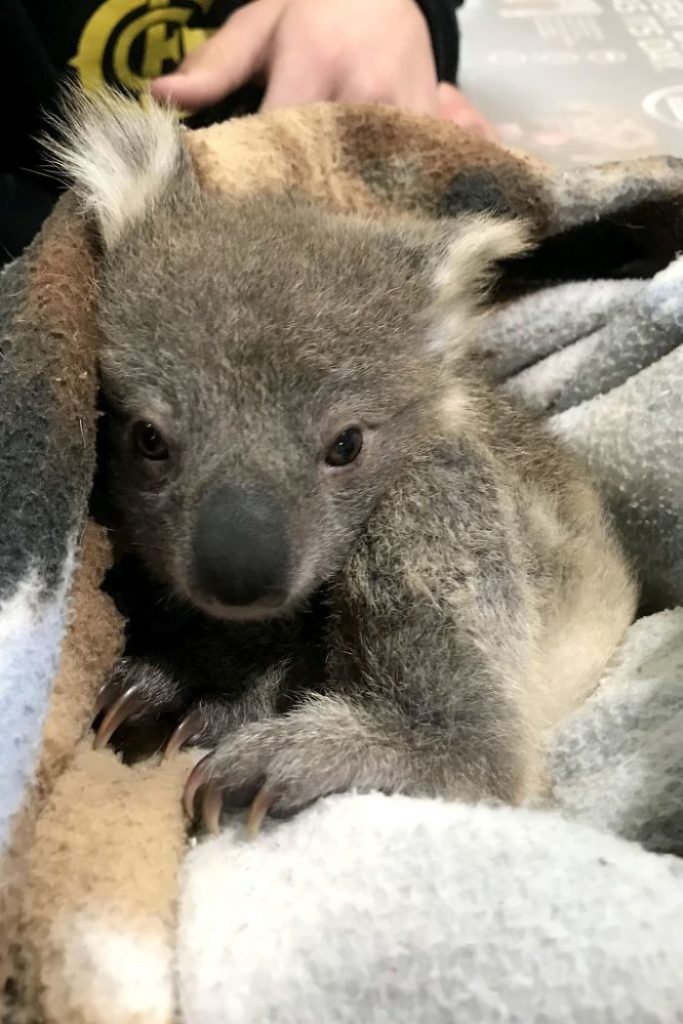 Golden Retriever Surprises Owner With A Baby Koala Whose Life She Just ...