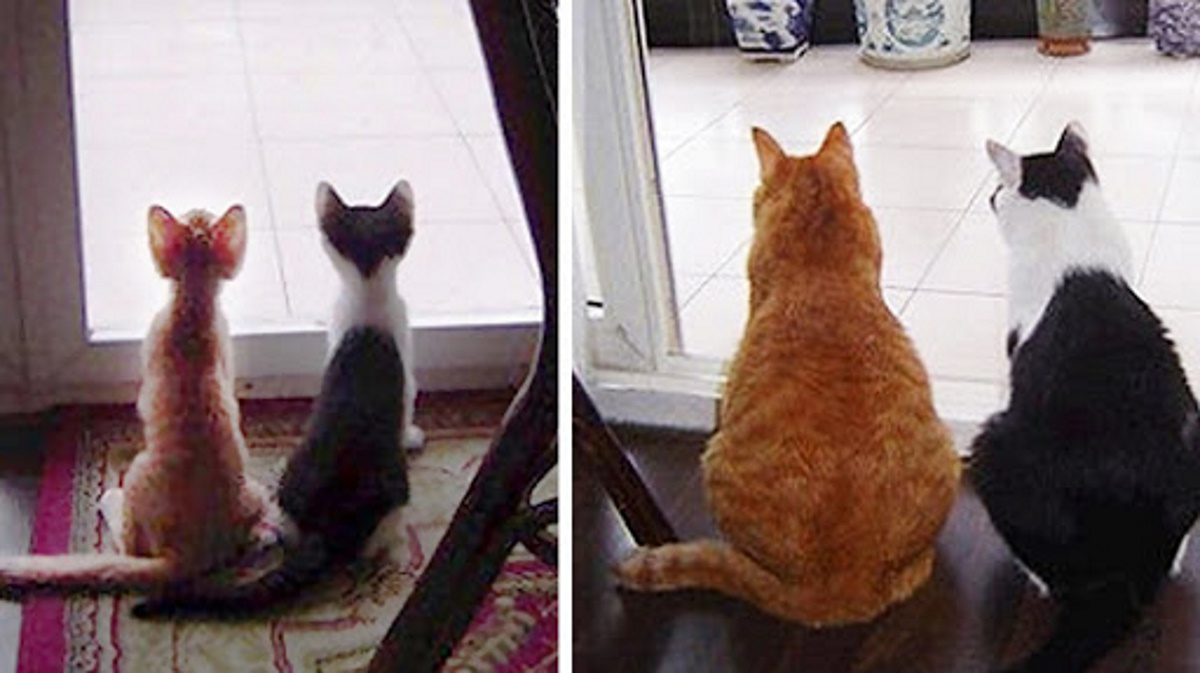 Толстый и худой кот